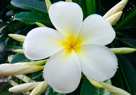 IMG_16072020_142118_(540_x_380_pixel)